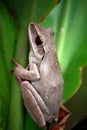 Common Bush Frog