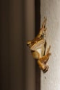A common bush frog holding on the wall