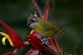 Common bush tanager, Chlorospingus flavopectus, sitting on the orange and green mossy branch. Wildlife in Costa Rica, mountain