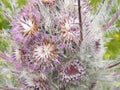 Common Butterbur Royalty Free Stock Photo