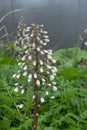 Common Butterbur Petasites hybridus, flower stalk with seeds Royalty Free Stock Photo