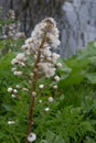 Common Butterbur Petasites hybridus, flower stalk with seeds at waterfront Royalty Free Stock Photo