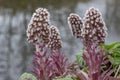 Common Butterbur Petasites hybridus, flower stalks at waterfront Royalty Free Stock Photo