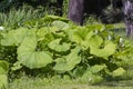 Common butterbur (Petasites hybridus) Royalty Free Stock Photo