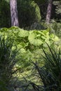 Common butterbur (Petasites hybridus)