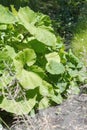 Common butterbur (Petasites hybridus)