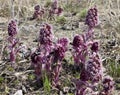 Common Butterbur Petasites hybridus, herbaceous perennial plant Asteraceae family, spring primrose