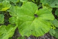 Common Butterbur (Petasites hybridus) with its characteristic giant leaves resembling an umbrella. Herbal medicine plant Royalty Free Stock Photo