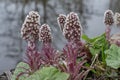 Common Butterbur Petasites hybridus, several flower stalks at waterfront Royalty Free Stock Photo