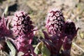 Common Butterbur (Petasites paradoxus)