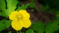 Common Buttercup - Ramunculus acris Royalty Free Stock Photo