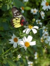 Common Butterfly in Hong Kong