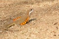 Common butterfly lizard