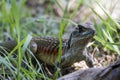 Common butterfly lizard at Huai Kha Khaeng wildlife sanctuary