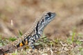 Common butterfly lizard Leiolepis belliana Reptiles of Thailand