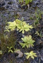 Common Butterwort Royalty Free Stock Photo