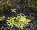 Common Butterwort Royalty Free Stock Photo