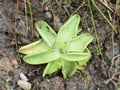 Common butterwort insectivour sticky rosette on ground Royalty Free Stock Photo