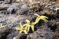 Common butterwort or Pinguicula vulgaris is a carnivorous plant