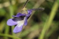 Common Butterwort Royalty Free Stock Photo