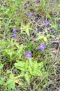 Common butterwort Pinguicula vulgaris insectivore plant Royalty Free Stock Photo