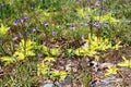 Common Butterwort (Pinguicula vulgaris) plants