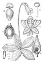 Common Butterwort vintage illustration