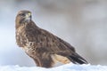 Common Buzard Buteo buteo portrait