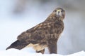 Common Buzard Buteo buteo portrait