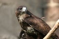 Common buzzard Royalty Free Stock Photo