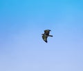 Common Buzzard 2