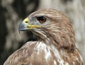 Common Buzzard Royalty Free Stock Photo