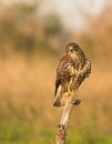 Common Buzzard