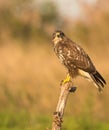 Common Buzzard