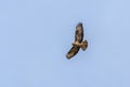 Common buzzard bird soaring gracefully with wings extended in the sky Royalty Free Stock Photo
