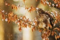 common buzzard (Buteo buteo) on a beech tree with snow Royalty Free Stock Photo