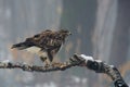 Buzzard Buteo buteoperched on a branch in winter