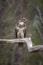 Common buzzard, Buteo Buteo, bird of prey perched Royalty Free Stock Photo