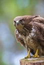 Common buzzard, Buteo Buteo, bird of prey perched Royalty Free Stock Photo