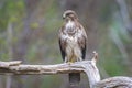 Common buzzard, Buteo Buteo, bird of prey perched Royalty Free Stock Photo