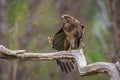 Common buzzard, Buteo Buteo, bird of prey perched Royalty Free Stock Photo
