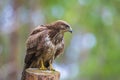 Common buzzard, Buteo Buteo, bird of prey perched Royalty Free Stock Photo