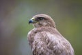 Common buzzard, Buteo Buteo, bird of prey perched Royalty Free Stock Photo
