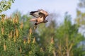 Common buzzard, Buteo buteo. A bird takes off from a tree branch