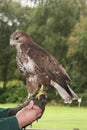 Common Buzzard, Buteo buteo