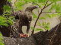 Common Buzzard (Buteo Buteo)
