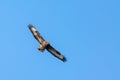 Common buzzard Buteo buteo bird of prey in flight against clear blue skies