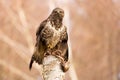 Common buzzard buteo buteo on a branch