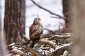 Common buzzard buteo buteo on a branch