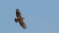 Common Buzzard in flight against the sky. Royalty Free Stock Photo